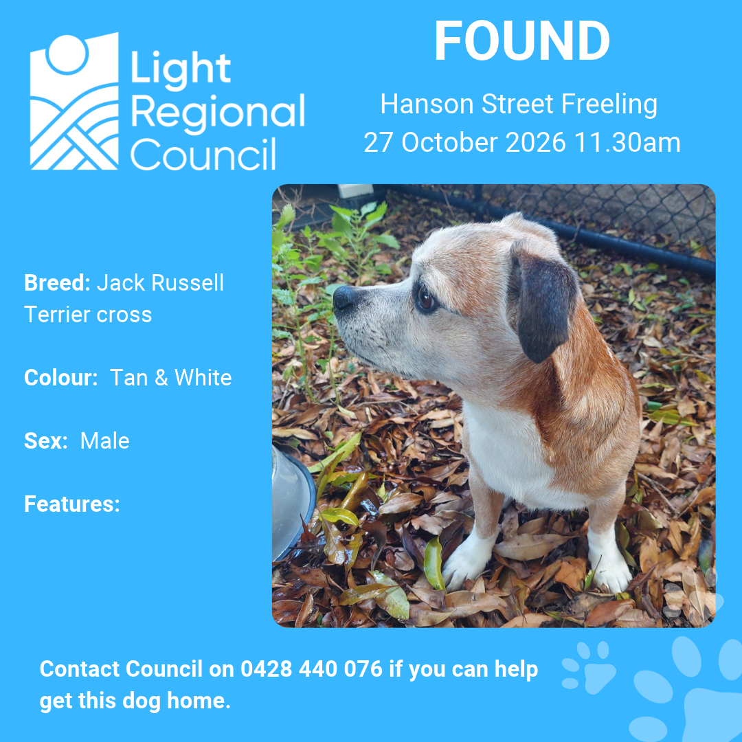 jack Russell Cross image