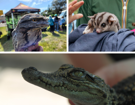 Animals Anonymous at Kapunda Library | Light Regional Council