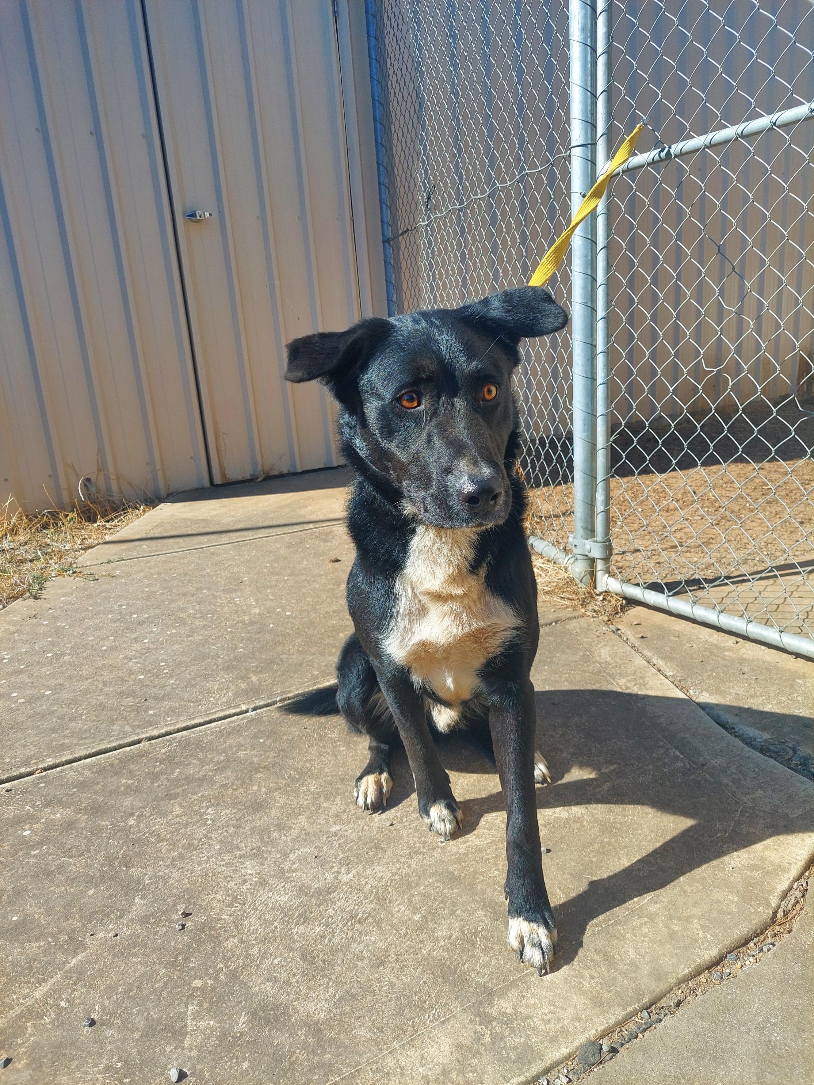 male kelpie x image